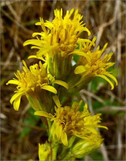 sm 991 Coast Goldenrod.jpg - Coast Goldenrod (Solidago spathulata ssp. spathulata): A native that is not very common in Marin County.